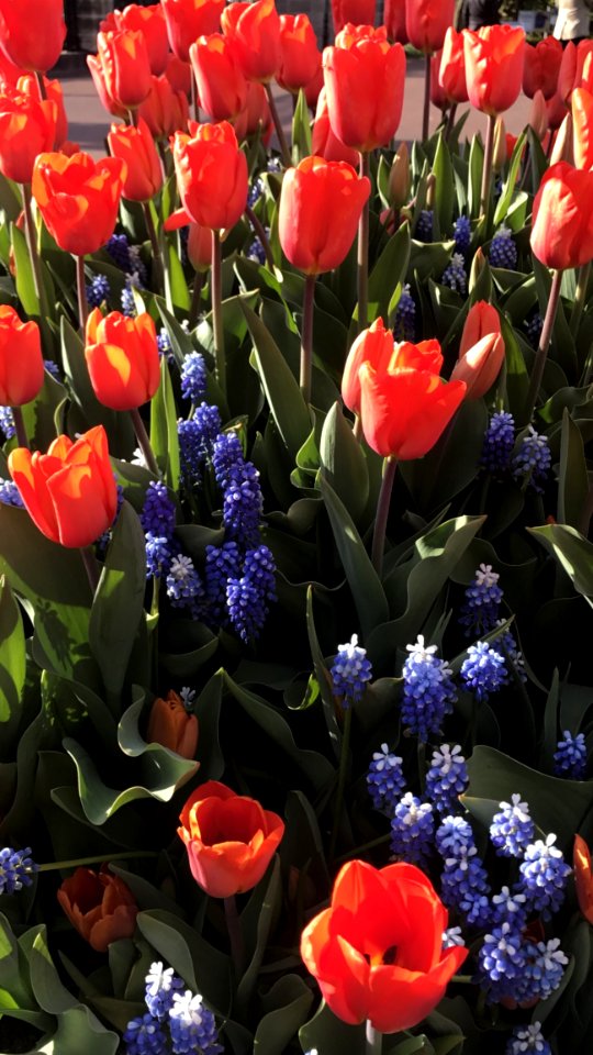 Flower, Plant, Flowering Plant, Tulip