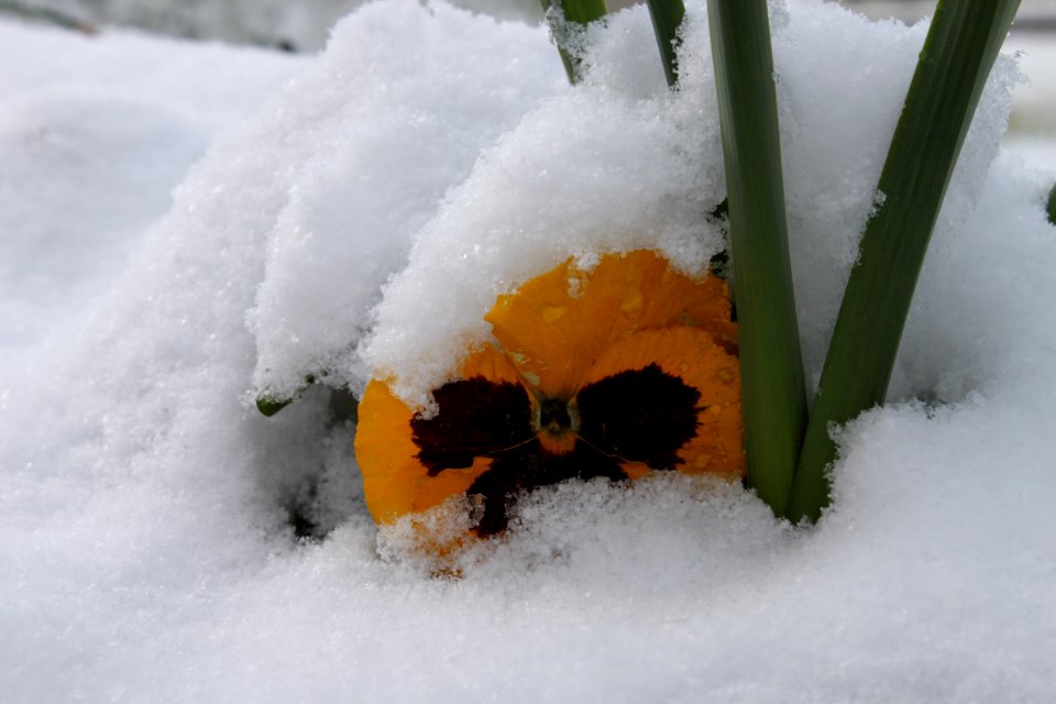 Snow, Yellow, Winter, Freezing