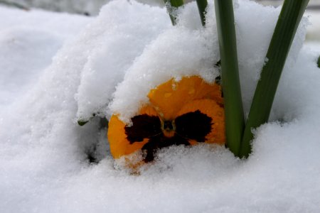Snow, Yellow, Winter, Freezing