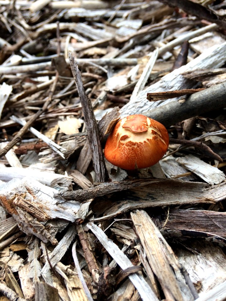 Fungus, Agaricomycetes, Mushroom, Medicinal Mushroom
