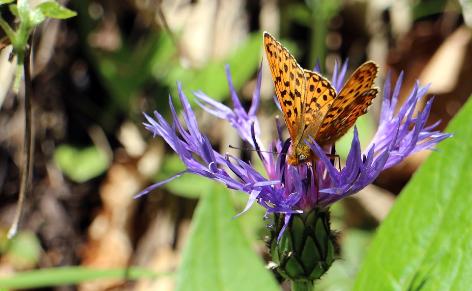 Fritillary edelfalter butterflies
