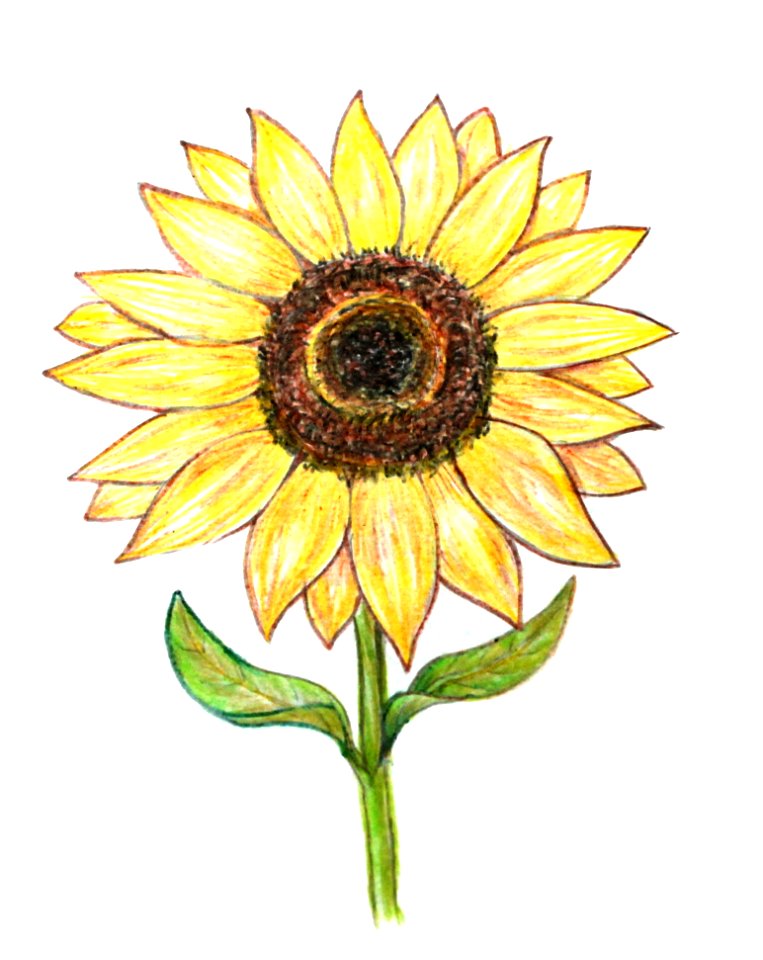 Flower, Sunflower, Flowering Plant, Yellow