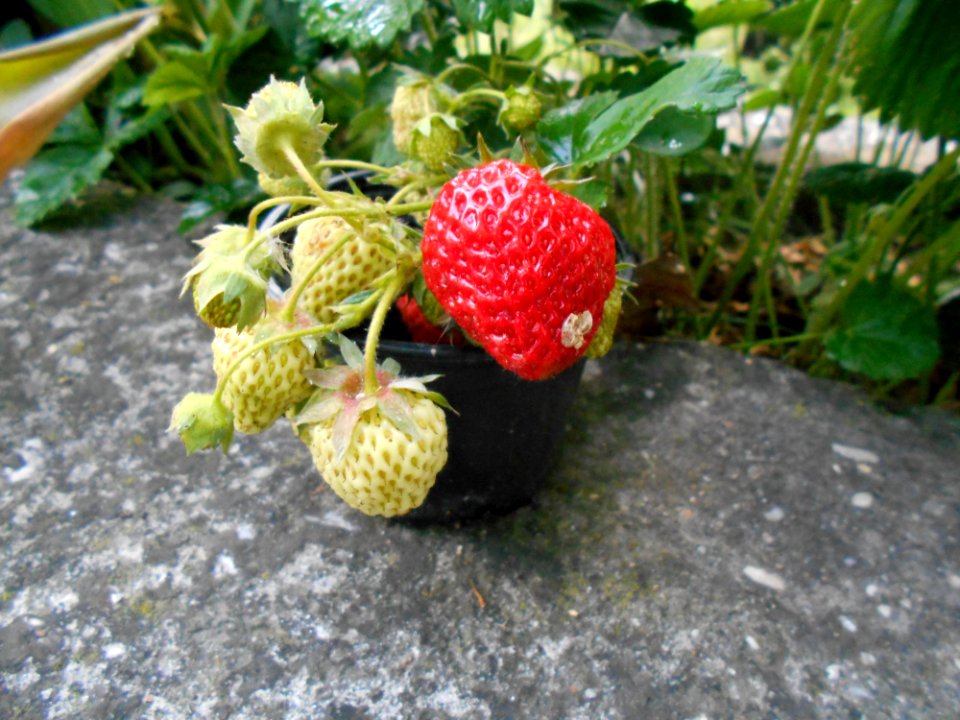 Strawberry, Strawberries, Fruit, West Indian Raspberry
