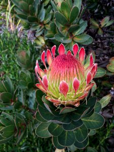 Plant, Flower, Vegetation, Protea Family