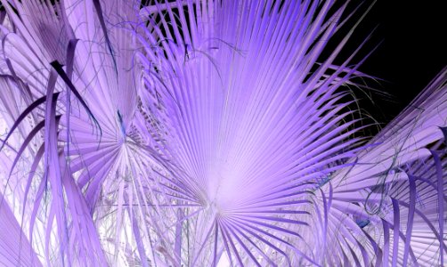 Purple, Violet, Lilac, Close Up