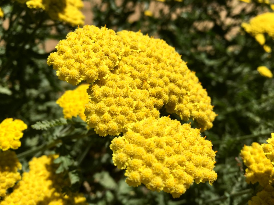 Flower, Yellow, Tansy, Yarrow