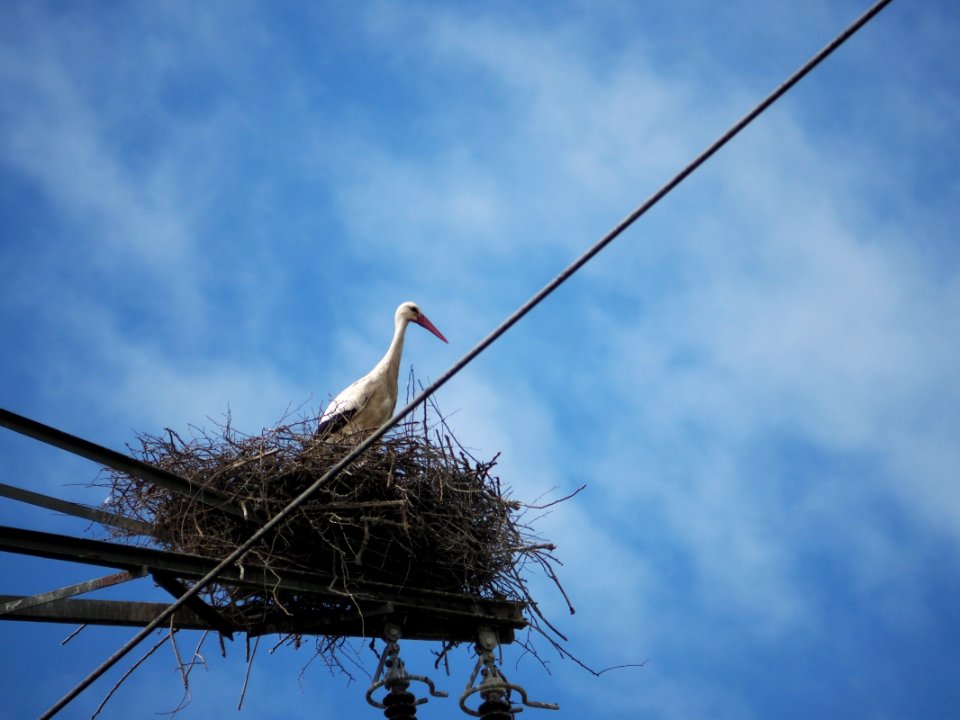 Sky, Bird, Stork, White Stork