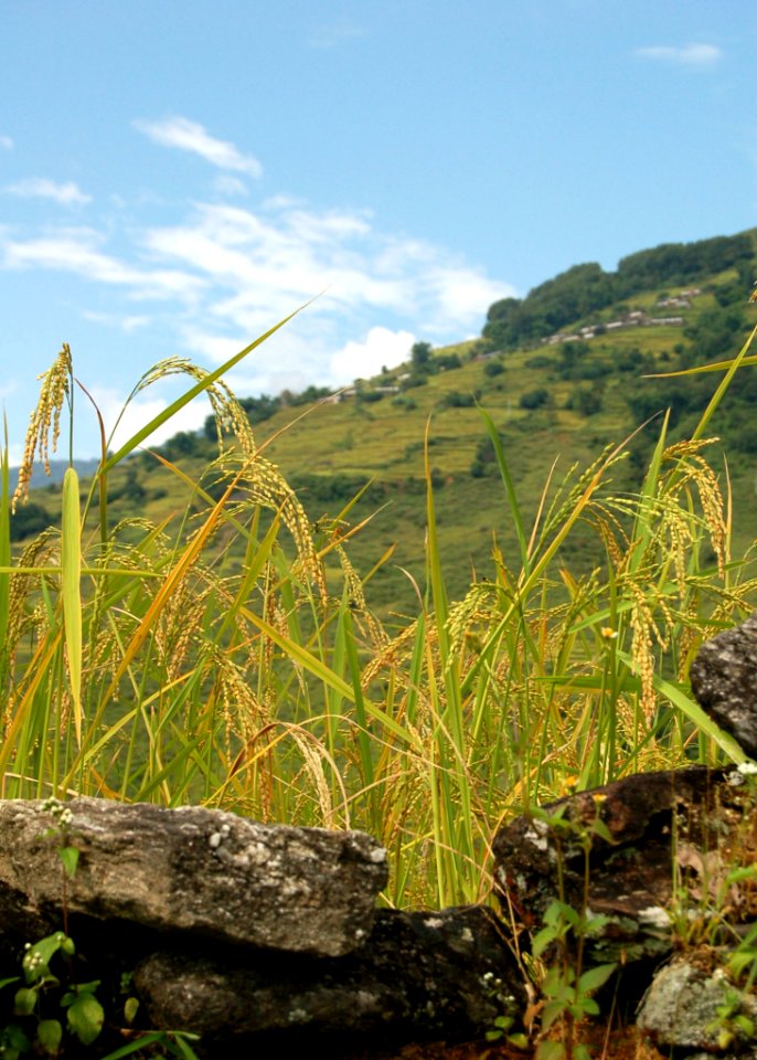 Ecosystem, Vegetation, Grass Family, Sky