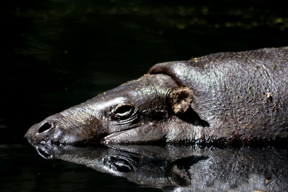 Mammal, Fauna, Wildlife, Terrestrial Animal