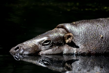 Mammal, Fauna, Wildlife, Terrestrial Animal