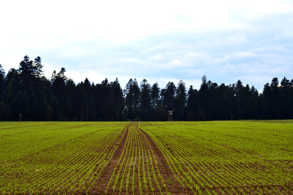 Field, Agriculture, Sky, Crop