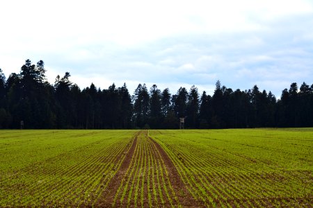 Field, Agriculture, Sky, Crop