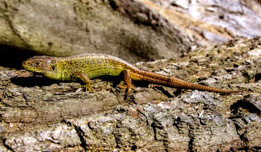 Reptile, Lizard, Lacertidae, Scaled Reptile