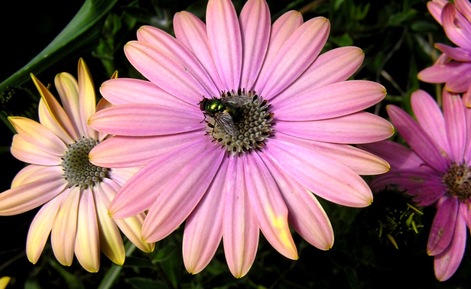 Flower, Flora, Pink, Purple
