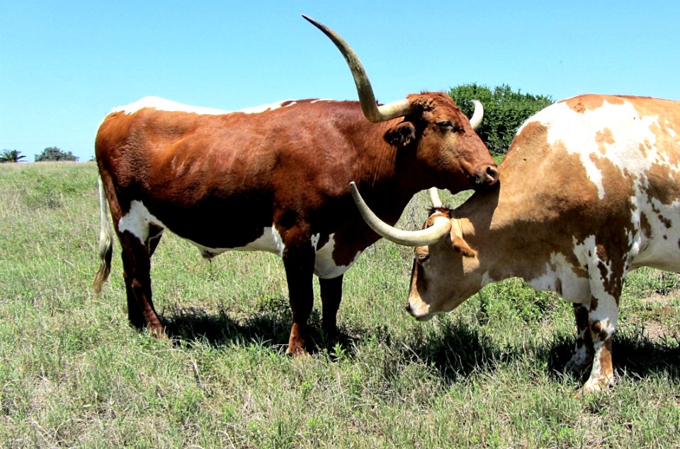 Cattle Like Mammal, Horn, Texas Longhorn, Grassland