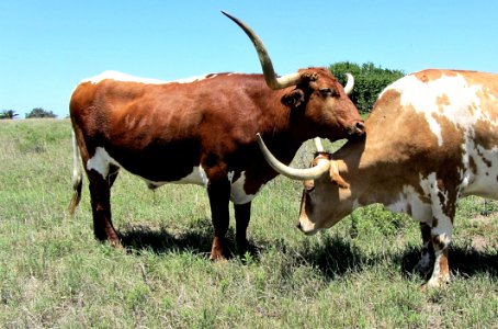 Cattle Like Mammal, Horn, Texas Longhorn, Grassland photo