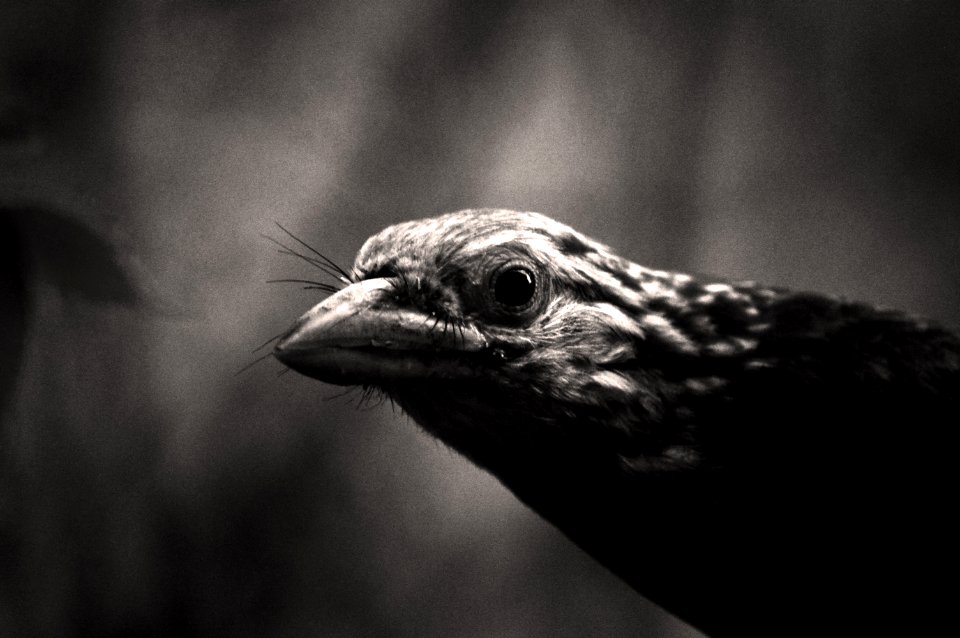 Beak, Black And White, Fauna, Monochrome Photography