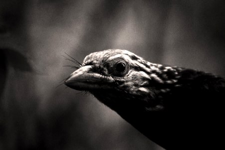 Beak, Black And White, Fauna, Monochrome Photography photo