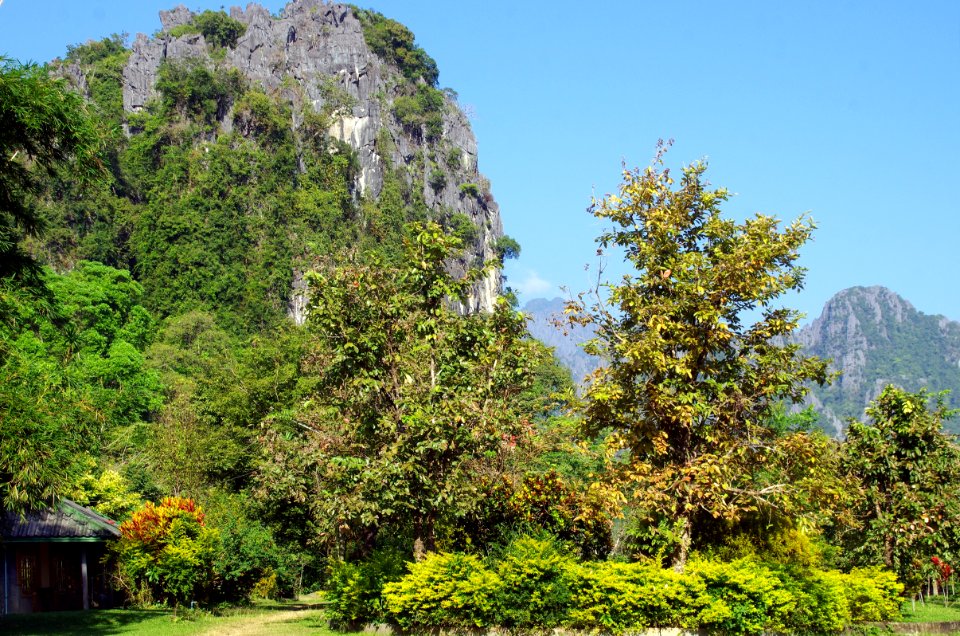 Vegetation, Nature, Tree, Ecosystem