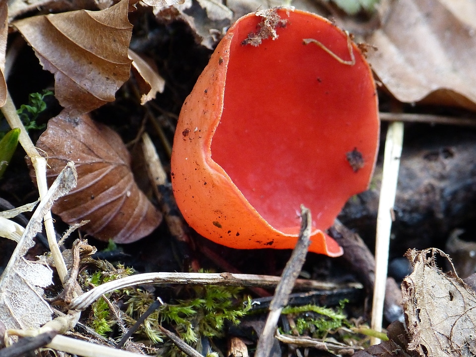 Scarlet kelchbecherling sarcoscypha coccinea red