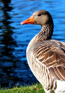Bird, Water Bird, Beak, Ducks Geese And Swans photo