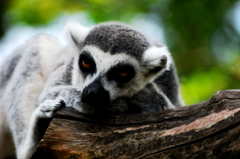 Fauna, Lemur, Terrestrial Animal, Snout
