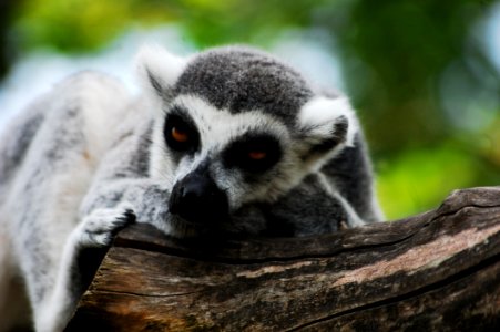 Fauna, Lemur, Terrestrial Animal, Snout