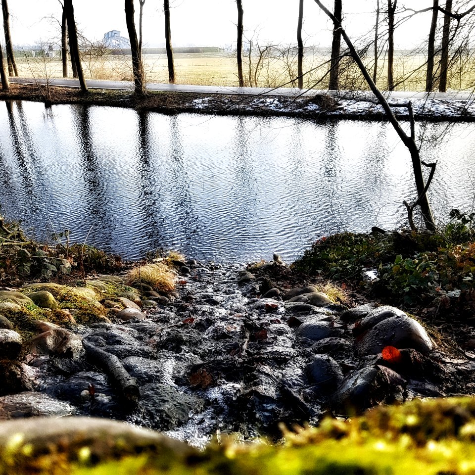 Water, Reflection, Tree, Leaf