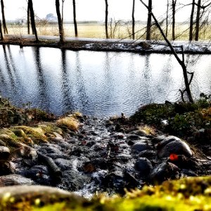 Water, Reflection, Tree, Leaf