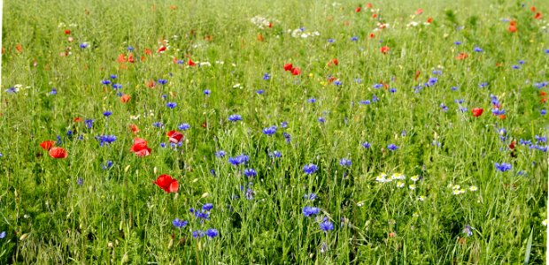 Meadow, Ecosystem, Field, Grassland