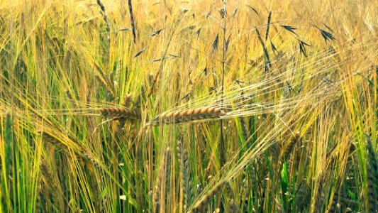 Food Grain, Triticale, Barley, Hordeum