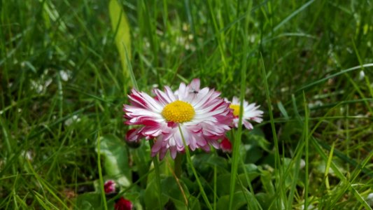 Flower, Flora, Wildflower, Plant
