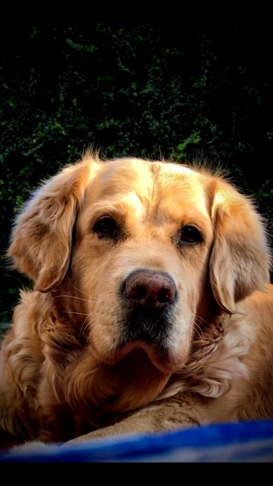 Dog, Dog Like Mammal, Dog Breed, Golden Retriever