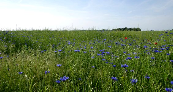 Ecosystem, Grassland, Meadow, Field