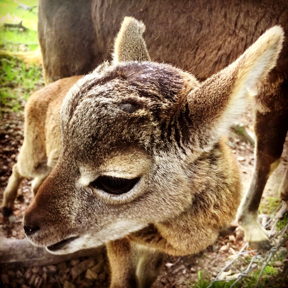 Mammal, Fauna, Wildlife, Fur