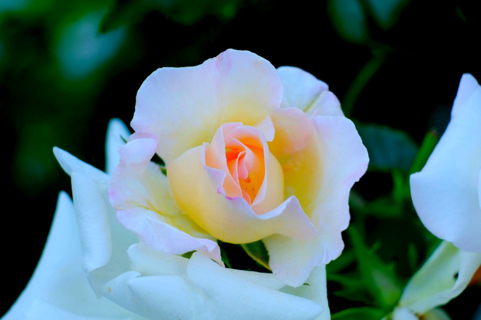 Flower, White, Rose Family, Rose