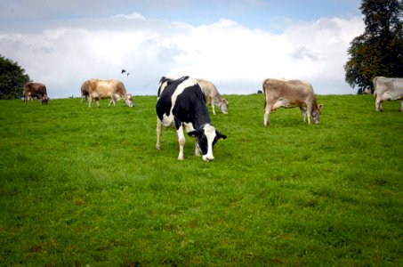 Grassland, Pasture, Grazing, Cattle Like Mammal photo