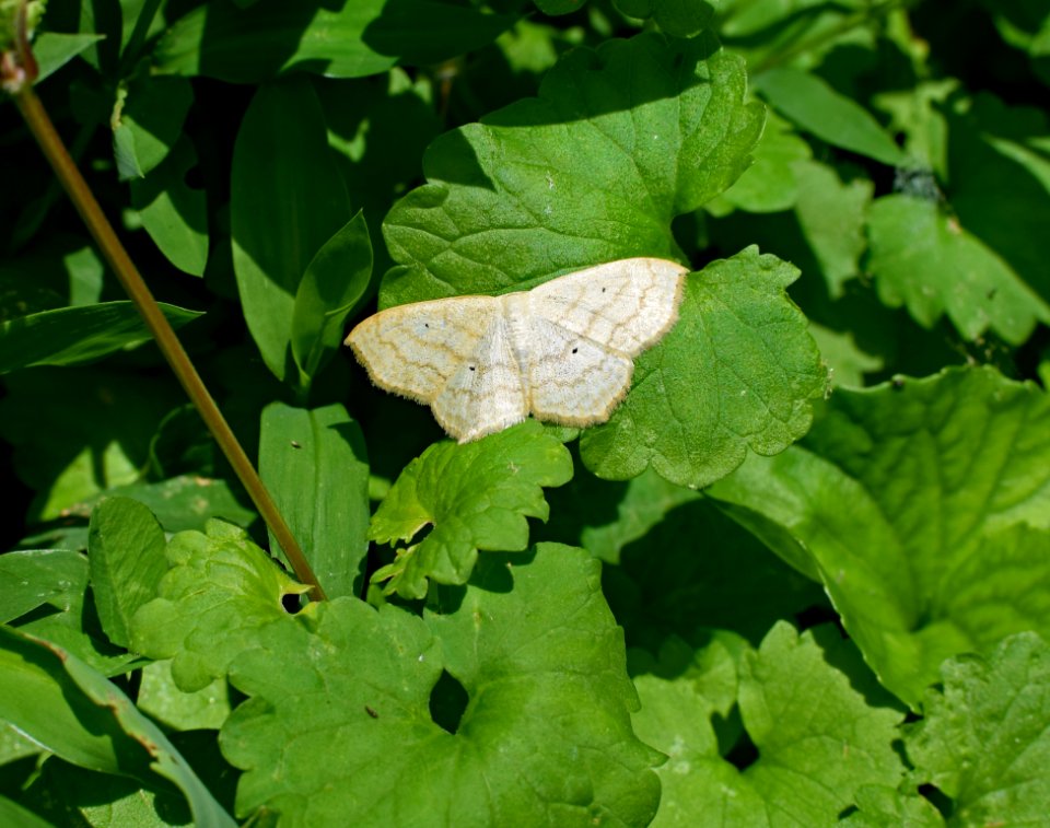 Leaf, Moths And Butterflies, Insect, Moth