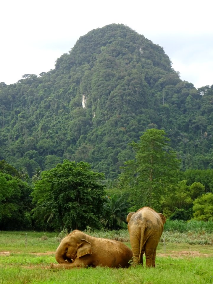 Elephants And Mammoths, Grassland, Wildlife, Nature Reserve