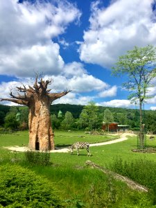 Sky, Tree, Cloud, Nature photo