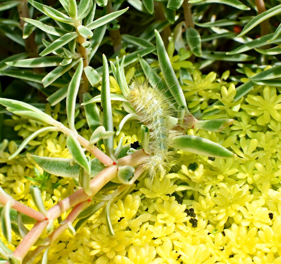 Plant, Flora, Flower, Membrane Winged Insect