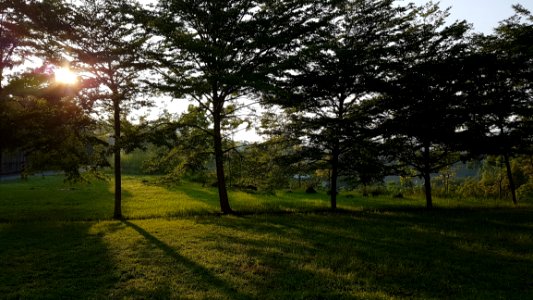 Nature, Tree, Sky, Ecosystem