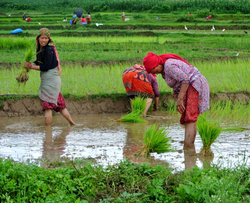 Water, Agriculture, Paddy Field, Water Resources
