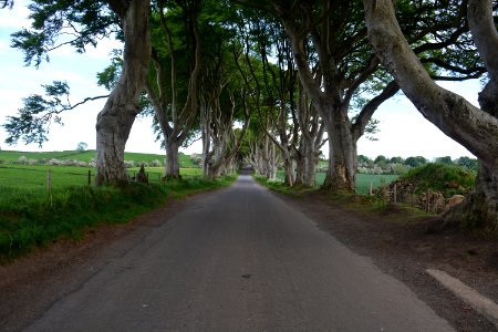 Road, Tree, Path, Lane photo