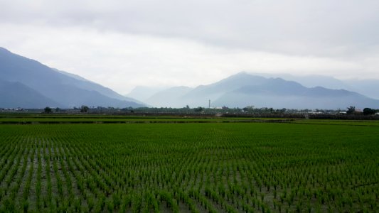 Paddy Field, Agriculture, Field, Plain photo