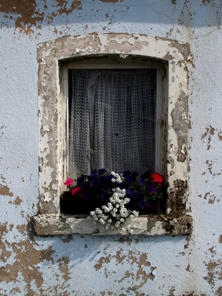 Flower, Window, Wall, House