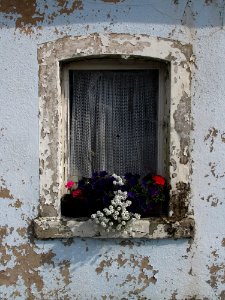 Flower, Window, Wall, House photo