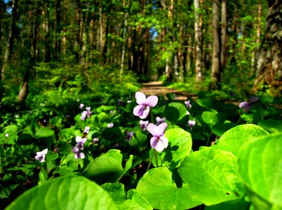 Plant, Vegetation, Flora, Flower