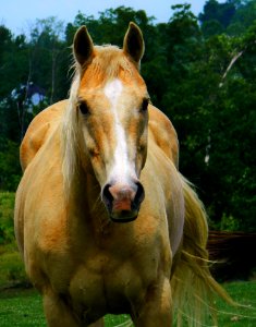 Horse, Mane, Horse Like Mammal, Fauna