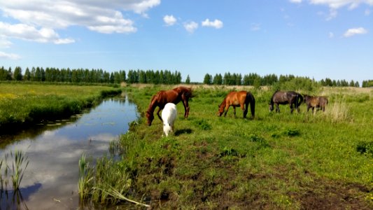 Pasture, Ecosystem, Nature Reserve, Grassland photo